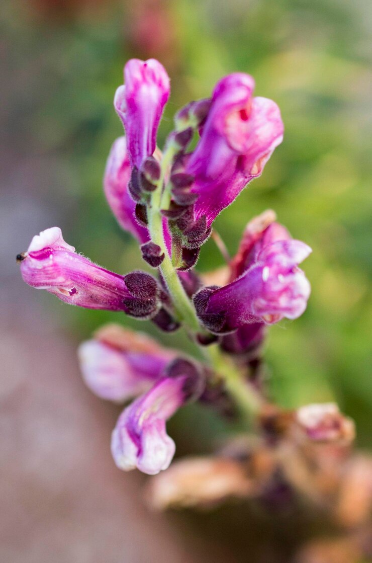 Foto close-up de flores roxas