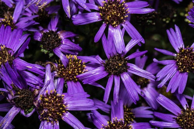 Foto close-up de flores roxas