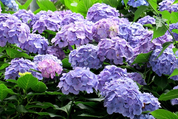 Close-up de flores roxas