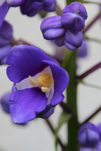 Foto close-up de flores roxas