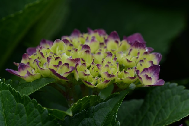 Foto close-up de flores roxas