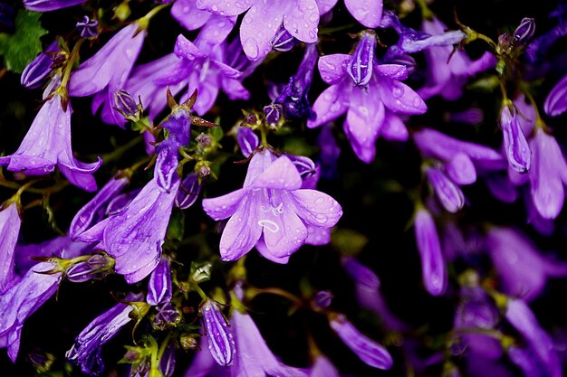 Close-up de flores roxas