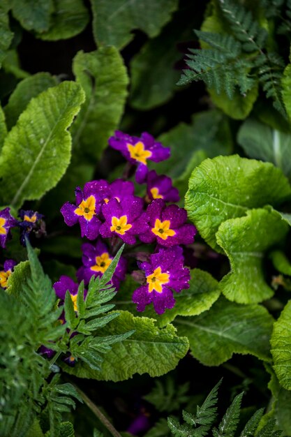 Foto close-up de flores roxas