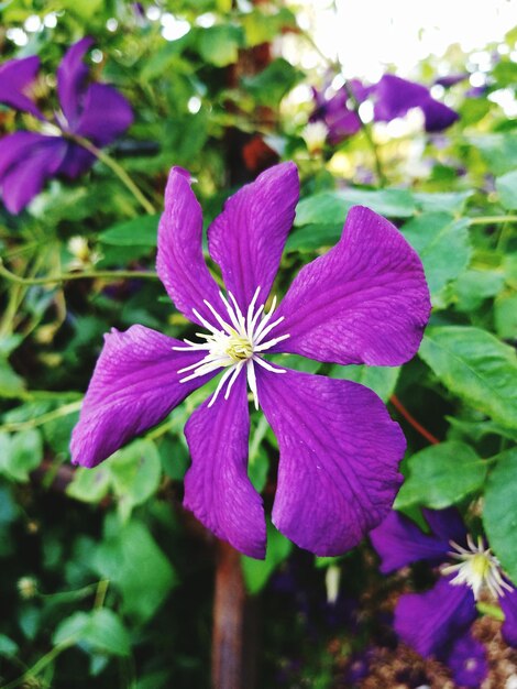 Foto close-up de flores roxas