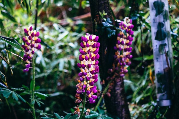 Close-up de flores roxas