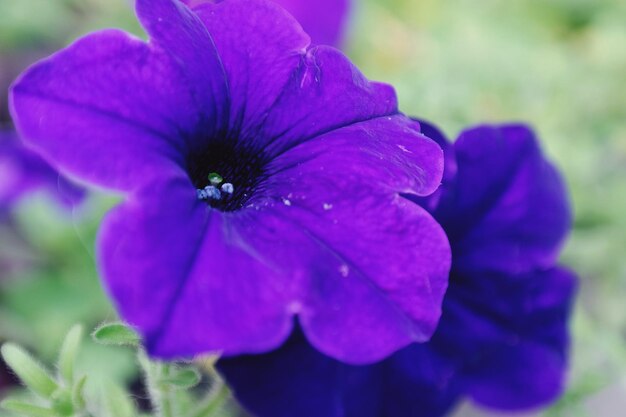 Close-up de flores roxas