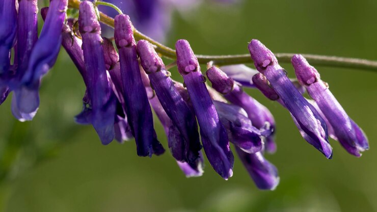 Foto close-up de flores roxas