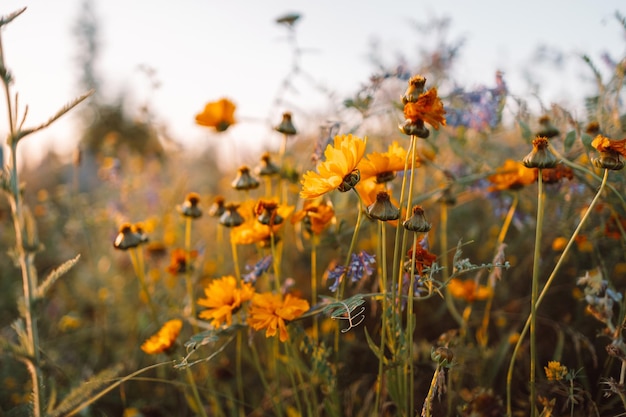 Close-up de flores silvestres naturais amarelas bonitas florescendo ao amanhecer foco seletivo profundidade rasa de f...