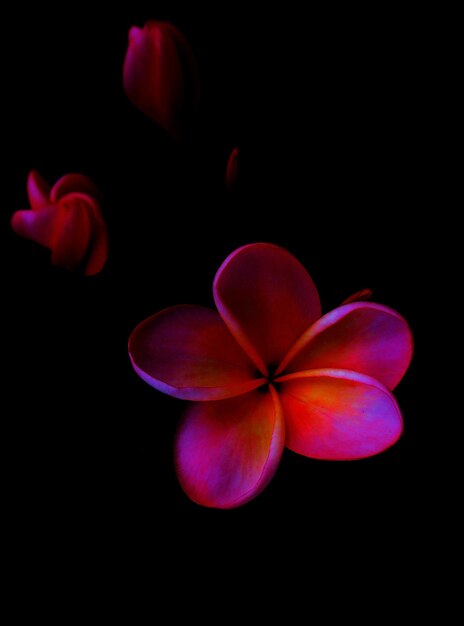 Foto close-up de flores sobre fundo preto