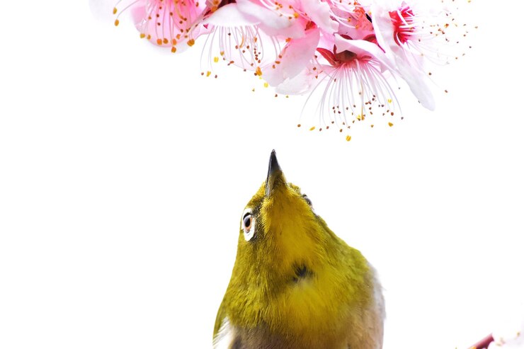 Foto close-up de flores sobre o pássaro oriental de olhos brancos contra o céu claro