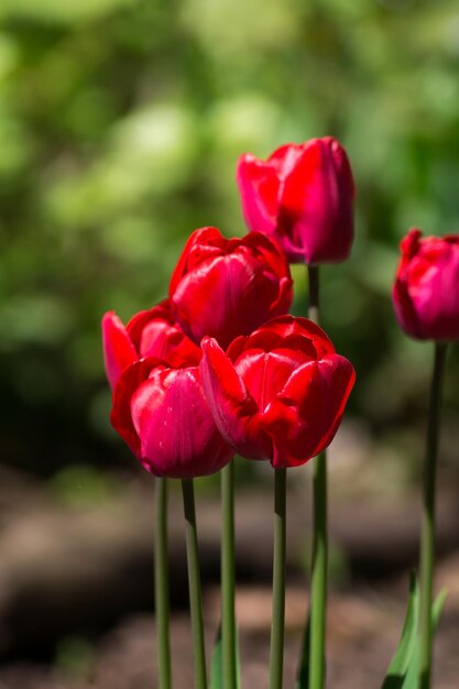 Foto close-up de flores vermelhas florescendo ao ar livre