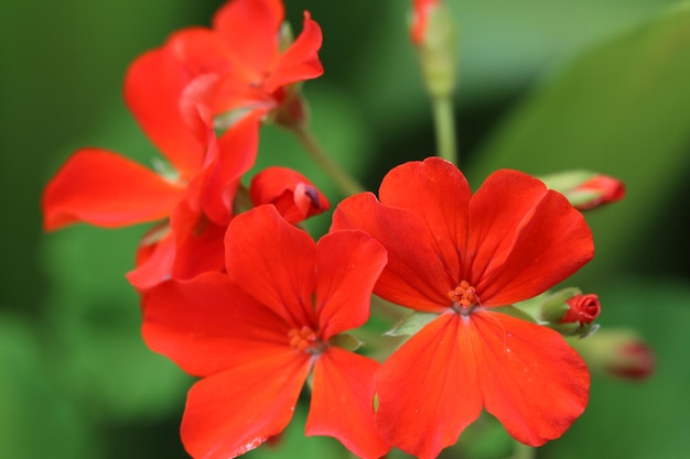 Foto close-up de flores vermelhas florescendo ao ar livre