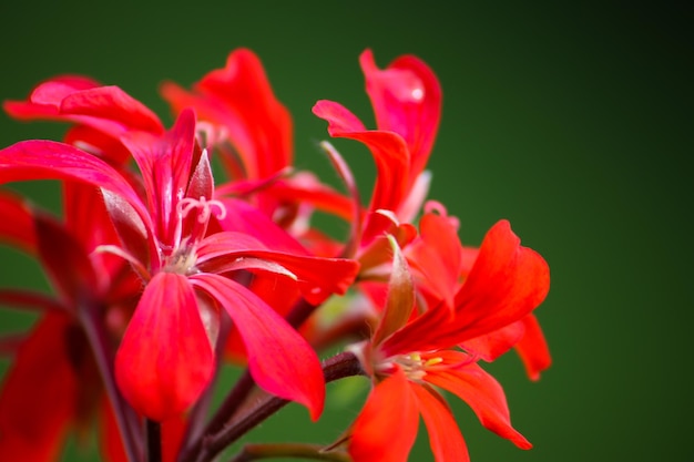 Foto close-up de flores vermelhas florescendo ao ar livre