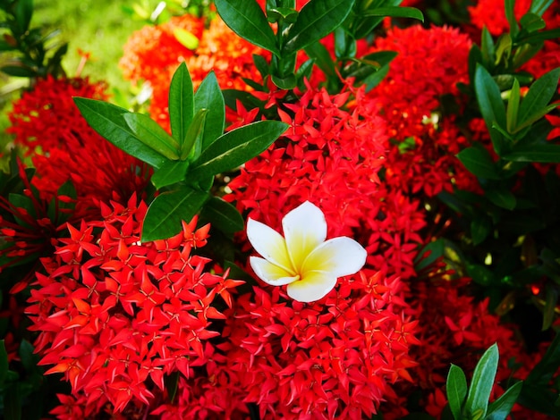 Close-up de flores vermelhas florescendo ao ar livre