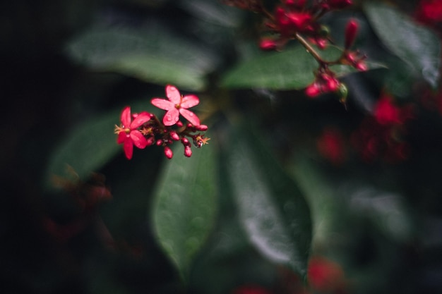 Close-up de flores vermelhas molhadas