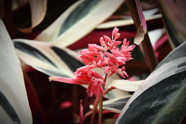 Close-up de flores vermelhas no parque