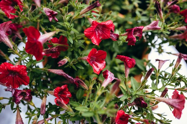 Close-up de flores vermelhas