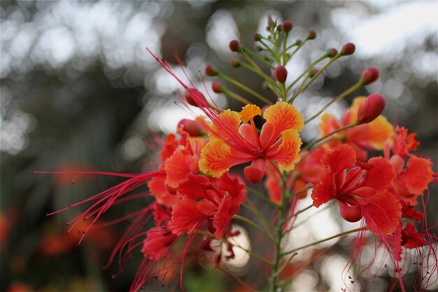 Foto close-up de flores vermelhas