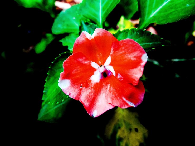 Foto close-up de flores vermelhas