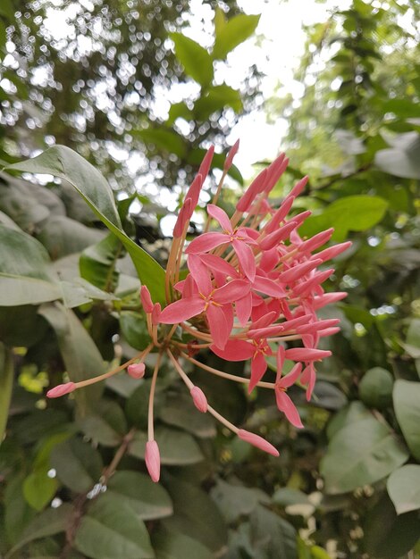 Close-up de flores vermelhas