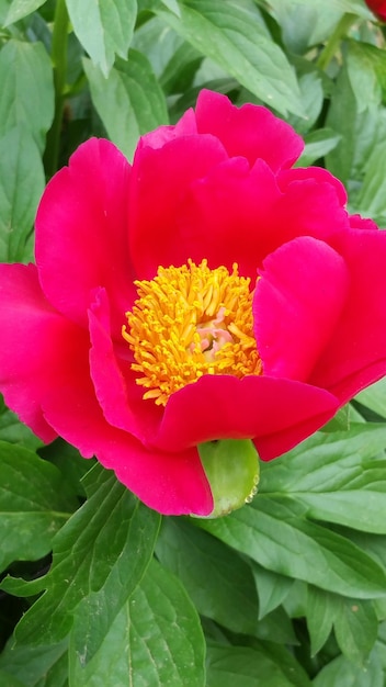 Close-up de flores vermelhas