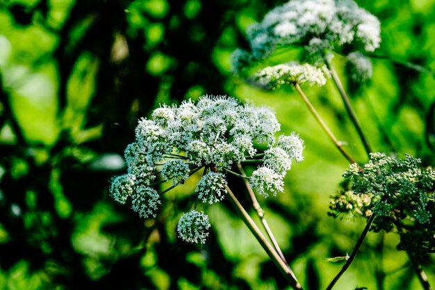 Close-up de flores