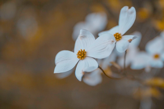 Close-up de flores