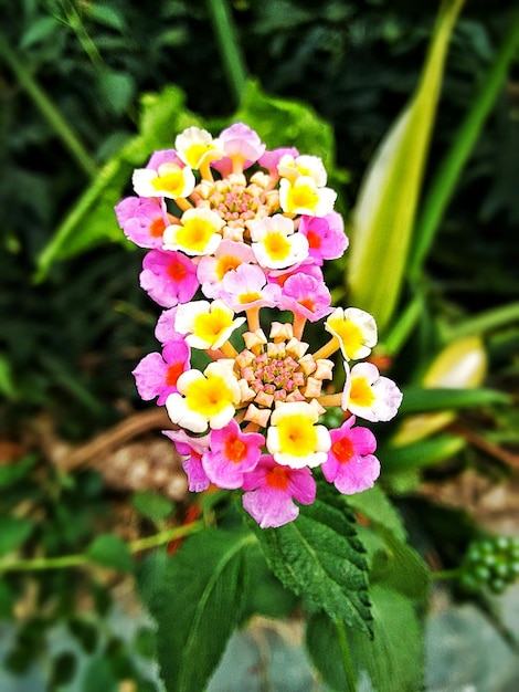 Foto close-up de flores