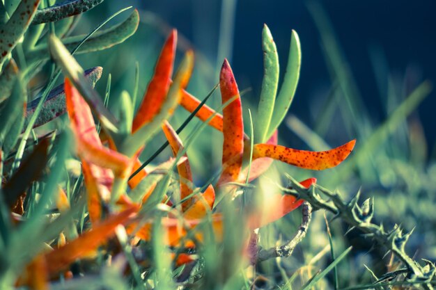 Foto close-up de flores