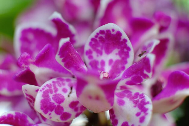 Close-up de flores