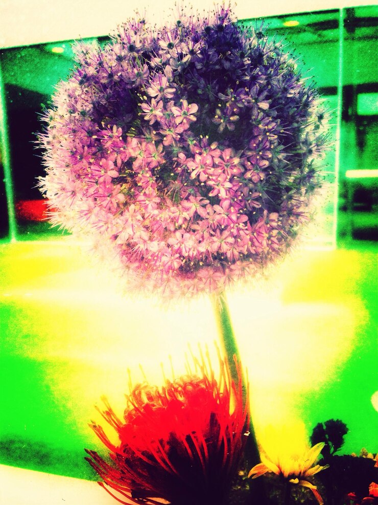 Foto close-up de flores