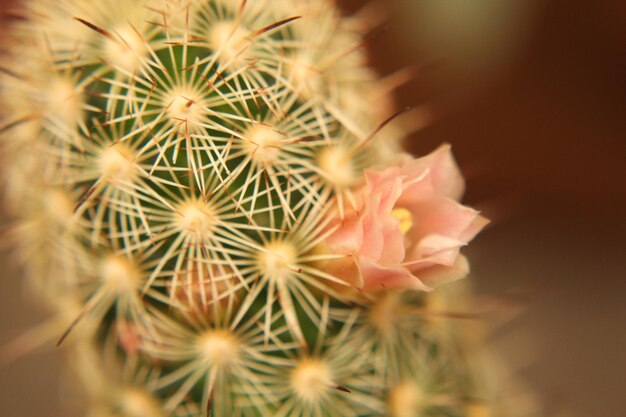 Foto close-up de flores