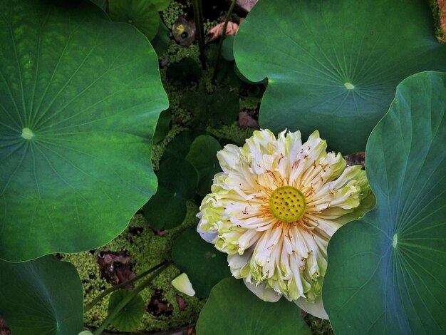 Foto close-up de flores