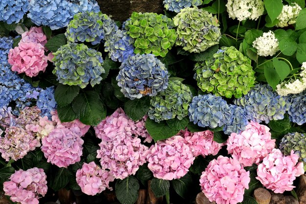 Close-up, de, flores