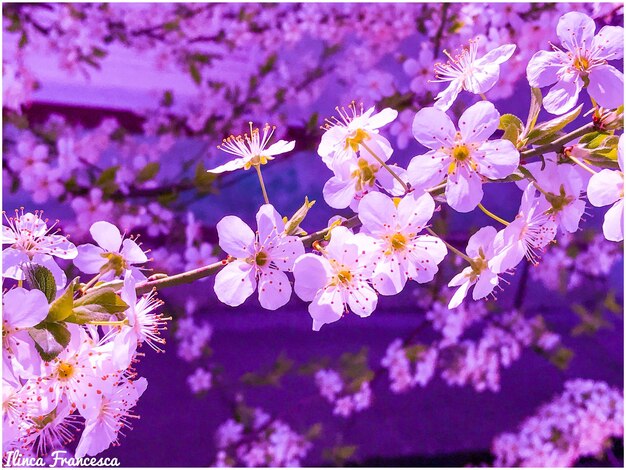 Close-up de flores