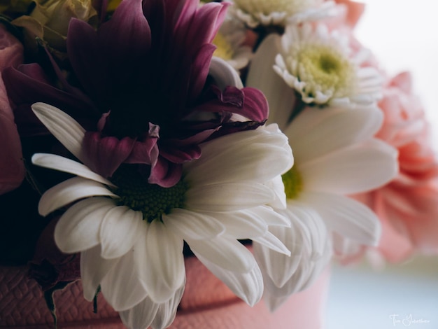 Close-up de flores