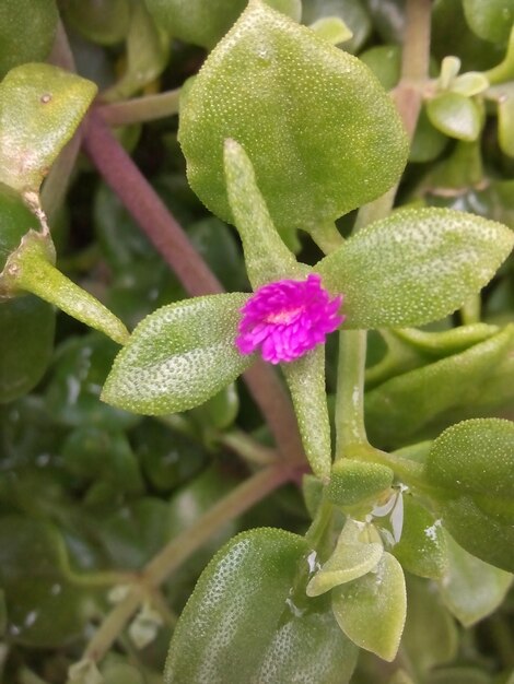 Foto close-up de flores