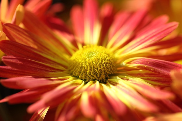 Close-up de flores