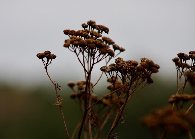 Close-up de flores