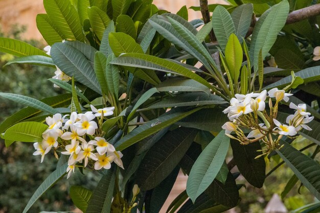 Foto close-up de flores