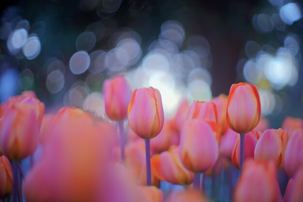 Foto close-up de flores