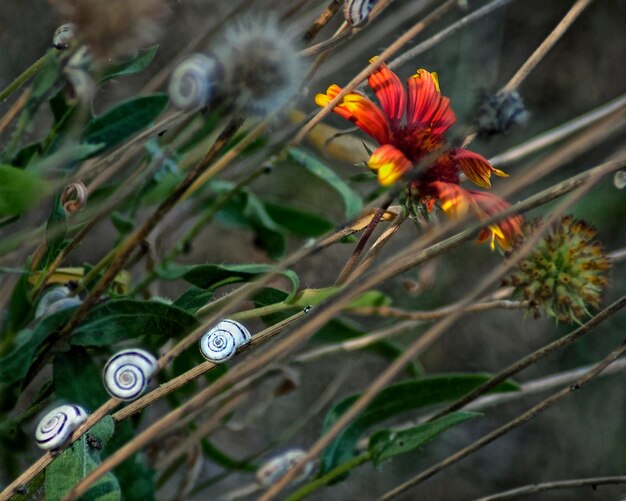 Foto close-up de flores