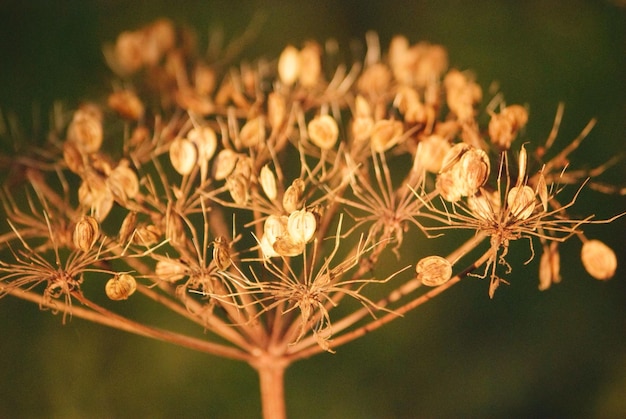 Foto close-up de flores