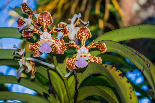 Foto close-up de flores