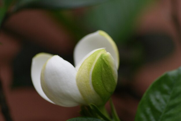 Foto close-up de flores