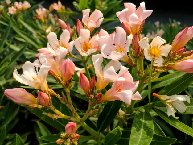 Foto close-up de flores