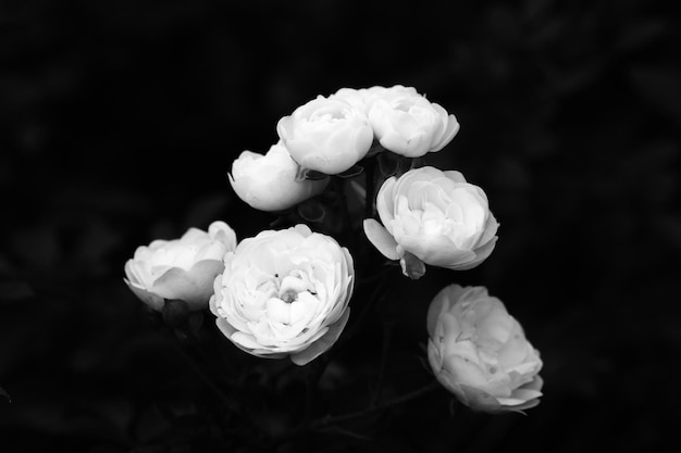 Close-up de flores