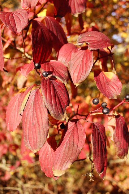 Foto close-up de flores