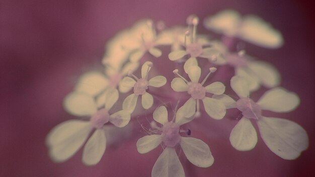 Foto close-up de flores