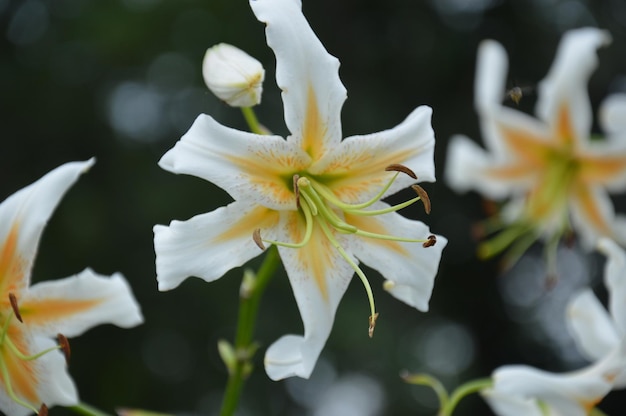 Close-up de flores